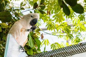 Cacatua galerita - svavelkrig kakadua Sammanträde på de gren. stor vit och gul kakadua med grön bakgrund foto