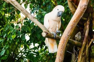 paraply kakadua Cacatua alba på en död- träd gren foto