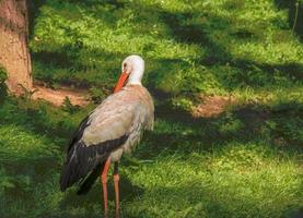 europeisk stork, ciconia ciconia, i naturlig miljö, tidigt sommar. foto