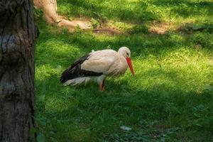 europeisk stork, ciconia ciconia, i naturlig miljö, tidigt sommar. foto