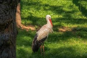 europeisk stork, ciconia ciconia, i naturlig miljö, tidigt sommar. foto