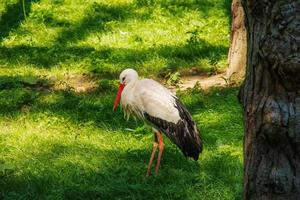 europeisk stork, ciconia ciconia, i naturlig miljö, tidigt sommar. foto