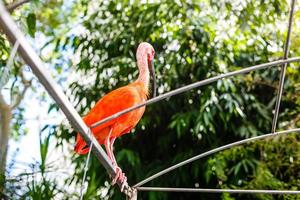 rosa flamingo närbild i singapore Zoo foto