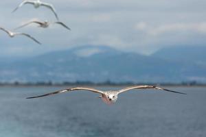 gul legged mås i flyg foto