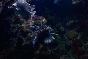 annorlunda tropisk fisk under vatten foto