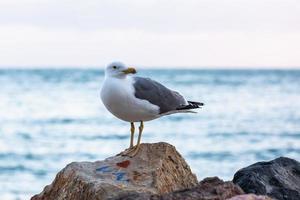 gul legged mås foto