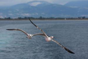 gul legged mås i flyg foto