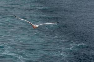 gul legged mås i flyg foto