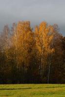 naturlig höst landskap i lettland foto