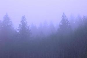 en tall skog med morgon- dimma, avbildad i blå toner. foto