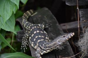 asiatisk vatten övervaka varanus salvator också allmänning vatten övervaka, stor varanid ödla inföding foto