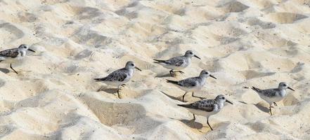 snäppa beckasin sandpipers fågel fåglar äter sargazo på strand Mexiko. foto