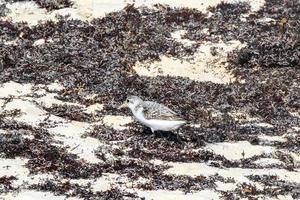 snäppa beckasin sandpipers fågel fåglar äter sargazo på strand Mexiko. foto