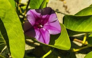 rosa lila morgon- ära get fot krypande strand blomma Mexiko. foto