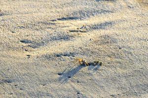 mycket liten sand strand krabba krabbor springa gräv runt om på strand. foto