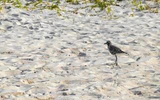 snäppa beckasin sandpipers fågel fåglar äter sargazo på strand Mexiko. foto