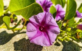 rosa lila morgon- ära get fot krypande strand blomma Mexiko. foto