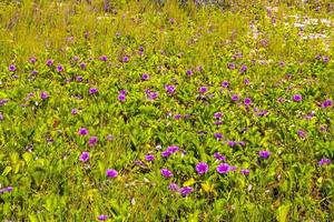 rosa lila morgon- ära get fot krypande strand blomma Mexiko. foto