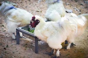 vit silkie kyckling eller silkig äter utfodra mat i kyckling bruka foto