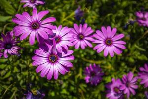 skön lila blommor i vild natur. ljus blomning blommor mjuk grön suddig bakgrund. sommar blommor, underbar natur närbild foto