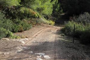 skog Land väg i nordlig israel. foto