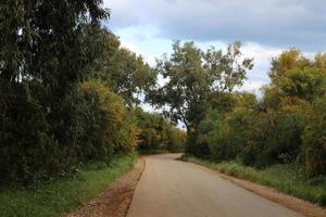 skog Land väg i nordlig israel. foto