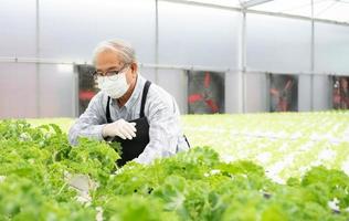 aktiva senior man är arbetssätt i lantbruk bruka växt organisk vegetabiliska i hydroponiska trädgårdsarbete. asiatisk äldre person kultiverad grön sallad sallad hortikultur som små företag. friska livsstil. foto