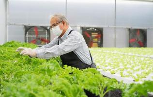 aktiva senior man är arbetssätt i lantbruk bruka växt organisk vegetabiliska i hydroponiska trädgårdsarbete. asiatisk äldre person kultiverad grön sallad sallad hortikultur som små företag. friska livsstil. foto