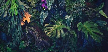 grön kryp, vin eller murgröna, lila eller violett orkide jätte filodendron, och monstera löv och blomma vägg för bakgrund. naturlig tapet eller natur mönster. friskhet säsong i årgång tona. foto