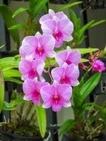 orkidéblomma som blommar i trädgården foto