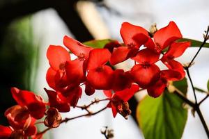 chaenomeles, japansk kvitten blomma närbild, röd knoppar av blommande växter i de Rosaceae familj. foto