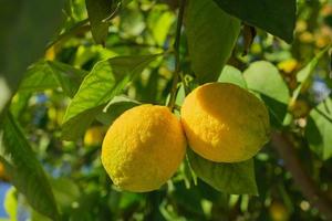 gul citrus- citron- frukt på en träd gren med grön löv i de trädgård. närbild. foto