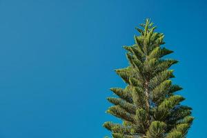 norfolk ö tall araukariakuki mot en klar blå himmel, de aning av omtänksam för natur, mot de bakgrund av ekologi och miljö- frågor foto