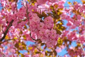 vår blommor baner. gren av blomning rosa blommor av sakura träd i tidigt vår. Fantastisk naturlig blommig vår baner eller hälsning kort, vykort, affisch. foto