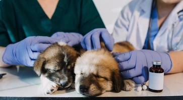 kontroll de andetag. manlig veterinär i arbete enhetlig lyssnande till de andetag av en små hund med en phonendoscope i veterinär klinik. sällskapsdjur vård begrepp foto