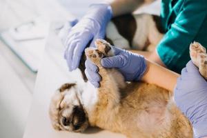 kontroll de andetag. manlig veterinär i arbete enhetlig lyssnande till de andetag av en små hund med en phonendoscope i veterinär klinik. sällskapsdjur vård begrepp foto