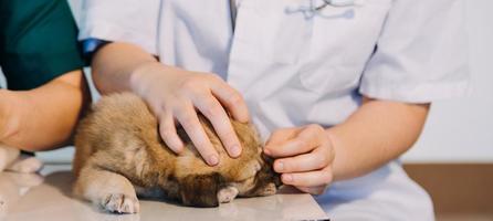 kontroll de andetag. manlig veterinär i arbete enhetlig lyssnande till de andetag av en små hund med en phonendoscope i veterinär klinik. sällskapsdjur vård begrepp foto