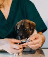 kontroll de andetag. manlig veterinär i arbete enhetlig lyssnande till de andetag av en små hund med en phonendoscope i veterinär klinik. sällskapsdjur vård begrepp foto