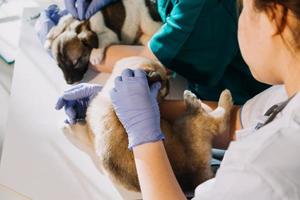 kontroll de andetag. manlig veterinär i arbete enhetlig lyssnande till de andetag av en små hund med en phonendoscope i veterinär klinik. sällskapsdjur vård begrepp foto