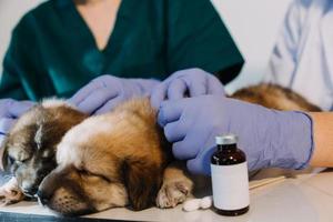 kontroll de andetag. manlig veterinär i arbete enhetlig lyssnande till de andetag av en små hund med en phonendoscope i veterinär klinik. sällskapsdjur vård begrepp foto