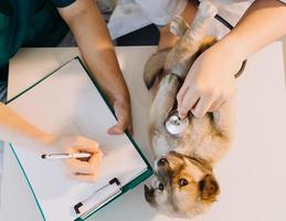 kontroll de andetag. manlig veterinär i arbete enhetlig lyssnande till de andetag av en små hund med en phonendoscope i veterinär klinik. sällskapsdjur vård begrepp foto