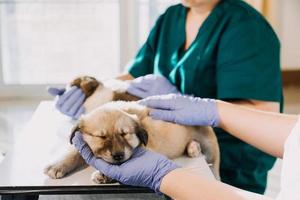 kontroll de andetag. manlig veterinär i arbete enhetlig lyssnande till de andetag av en små hund med en phonendoscope i veterinär klinik. sällskapsdjur vård begrepp foto