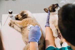 kontroll de andetag. manlig veterinär i arbete enhetlig lyssnande till de andetag av en små hund med en phonendoscope i veterinär klinik. sällskapsdjur vård begrepp foto