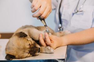 kontroll de andetag. manlig veterinär i arbete enhetlig lyssnande till de andetag av en små hund med en phonendoscope i veterinär klinik. sällskapsdjur vård begrepp foto