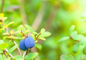 färsk organisk blåbär på de buske. stänga upp. foto