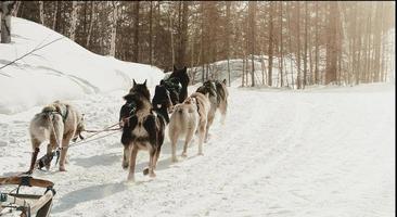 föraren gömmer sig bakom släde vid slädhundslopp på snö på vintern foto