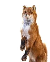 taxidermi av räv isolerat på vit bakgrund foto