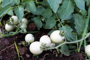 färsk tomater från de träd vegetabiliska trädgård foto