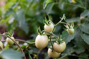 färsk tomater från de träd vegetabiliska trädgård foto