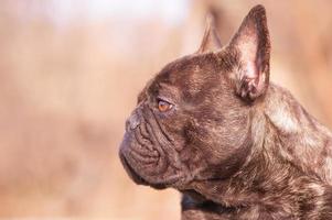 profil av en svart och brindle franska bulldogg hund. djur, sällskapsdjur. foto